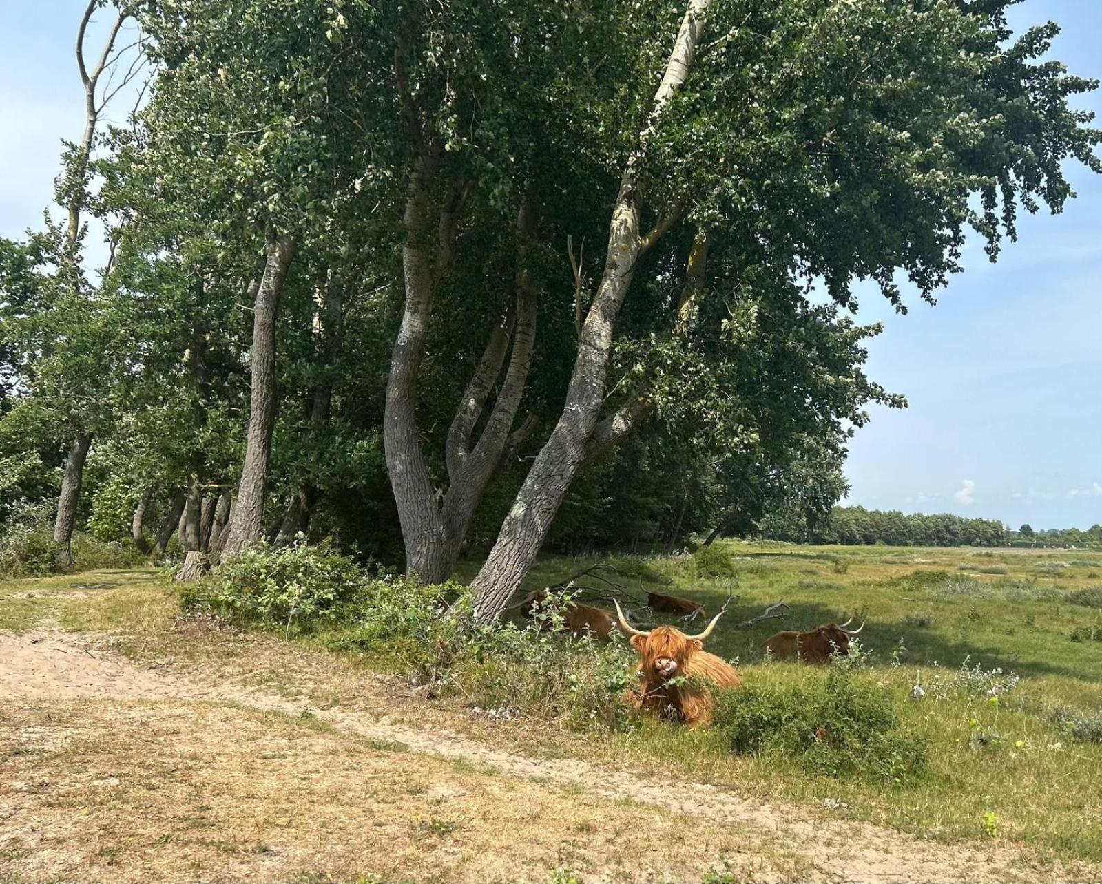 Zomerhuis Duinzicht Egmond aan den Hoef Extérieur photo