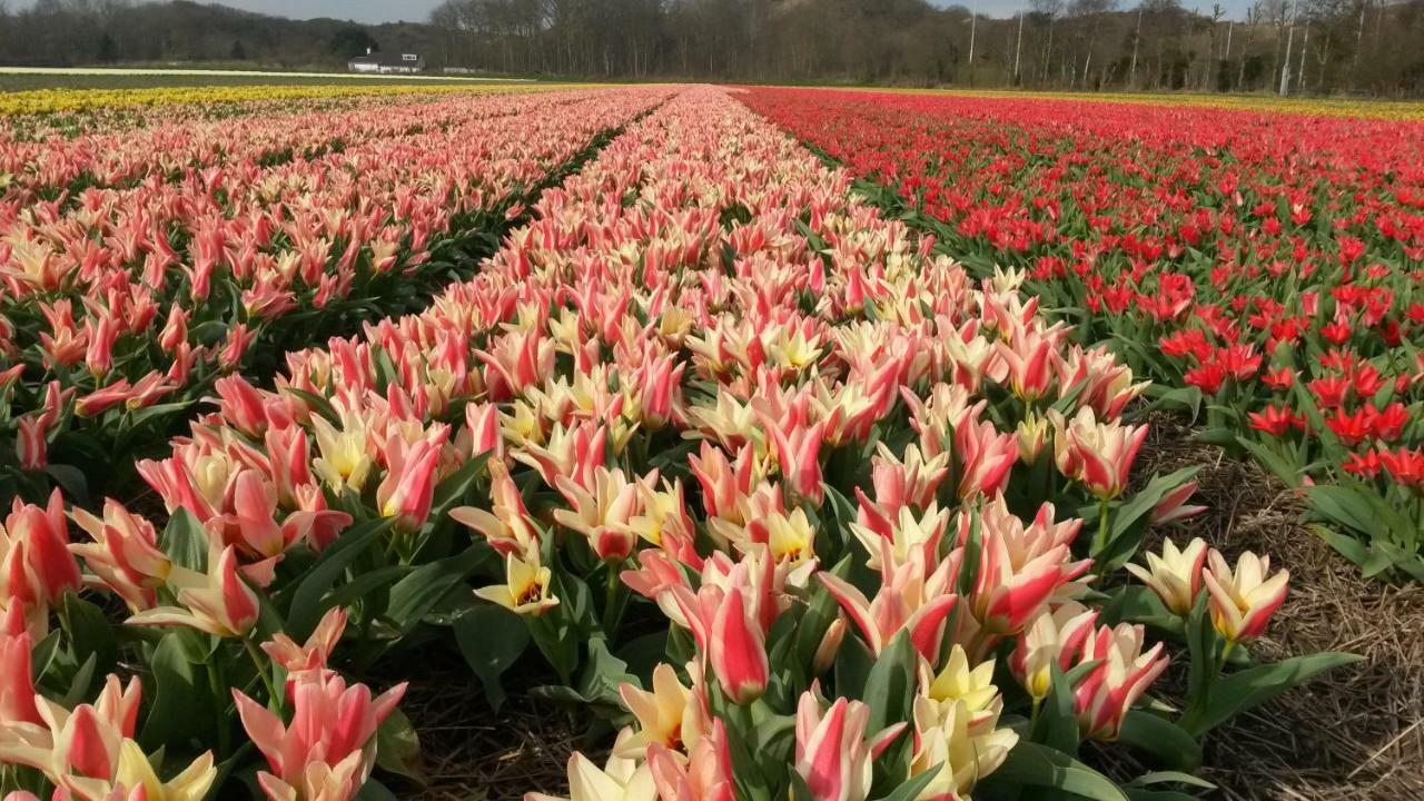 Zomerhuis Duinzicht Egmond aan den Hoef Extérieur photo