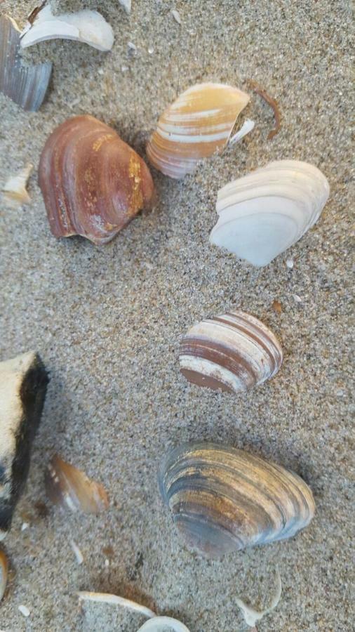 Zomerhuis Duinzicht Egmond aan den Hoef Extérieur photo